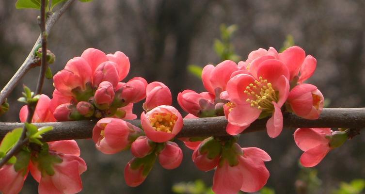 海棠花（海棠花语及象征意义解读）