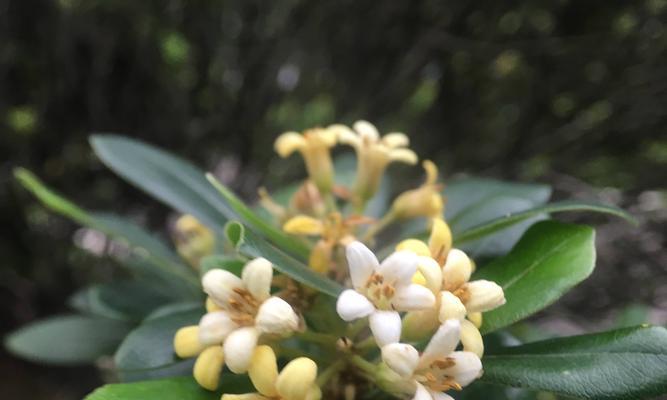 海桐花的花语（追寻自由与梦想的海桐花）