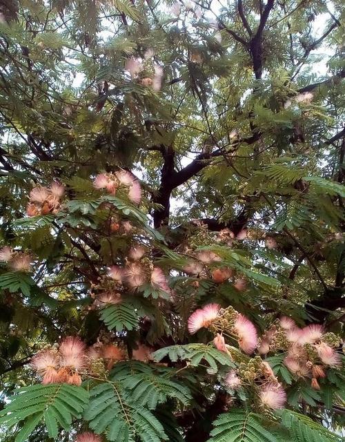 合欢花语（传递爱意的合欢花）