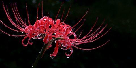 黑色彼岸花（探秘黑色彼岸花的花语与传说）