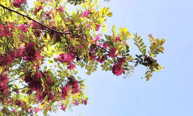 红花刺槐花语（红花刺槐的花朵）