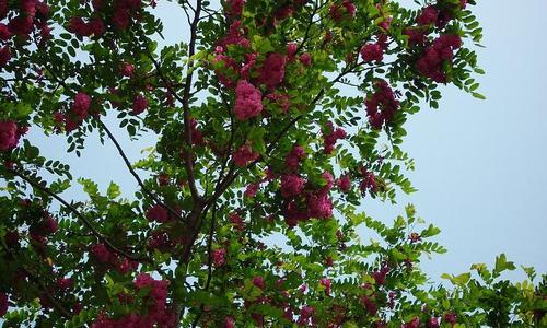 红花刺槐花语（红花刺槐的花朵）