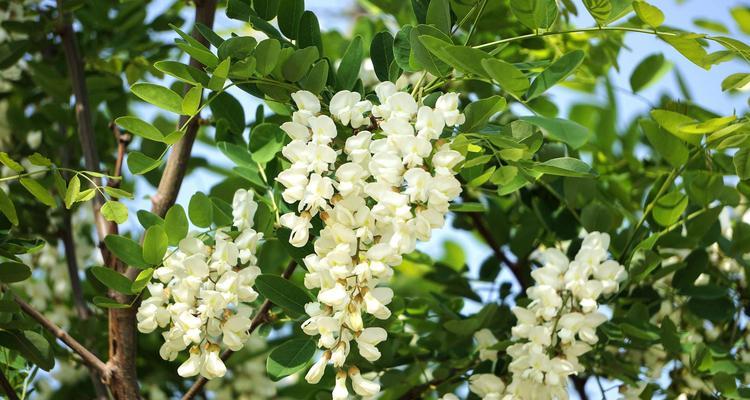 红花刺槐花语（红花刺槐的花朵）