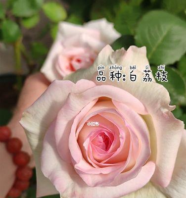 白色月季花（探寻白色月季花的意义与象征）