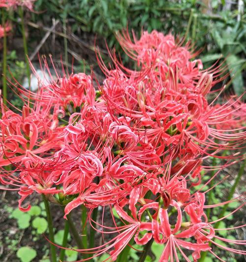 彼岸花的寓意与象征（探寻彼岸花的花语和文化内涵）