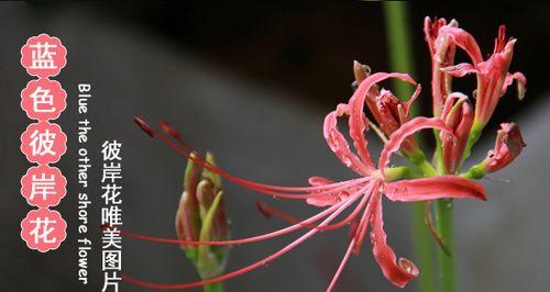 彼岸花的寓意与象征（探寻彼岸花的花语和文化内涵）