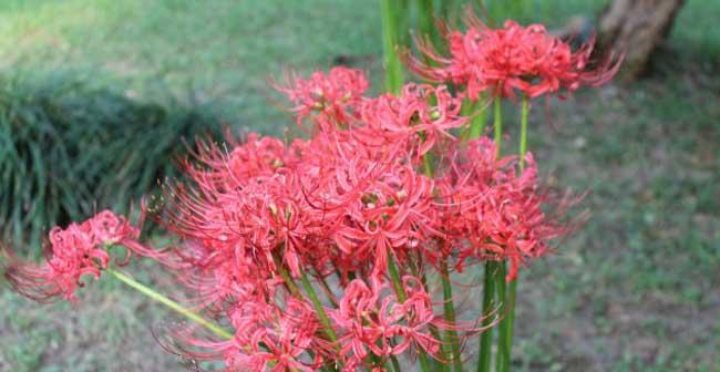 彼岸花风水（探索彼岸花风水的奥秘）