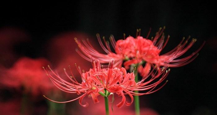 彼岸花风水（探索彼岸花风水的奥秘）