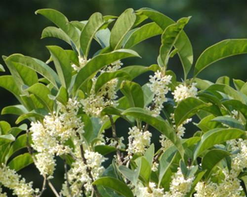 桂花树什么时候移栽（桂花树移栽时间和方法）