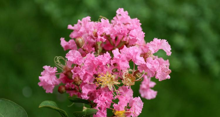 紫薇花怎么养才开花（紫薇花的养护知识）