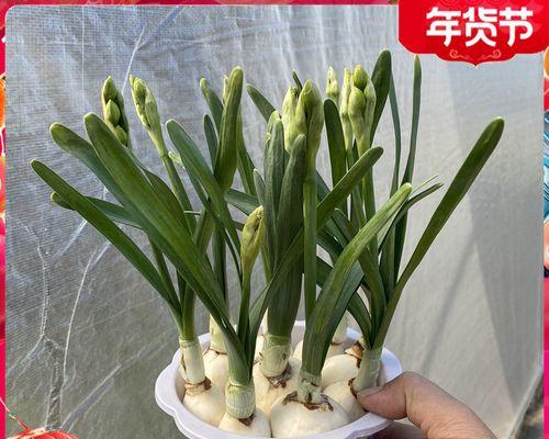 水仙花怎么水培种植（水培水仙花正确养法讲解）