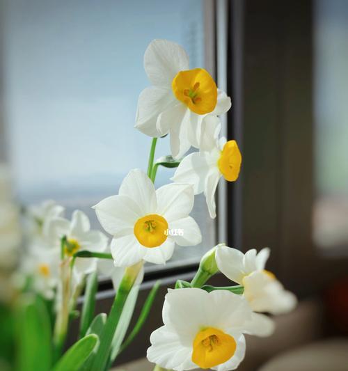 水仙花的花语与象征意义（探寻水仙花的心灵秘密与美好寓意）