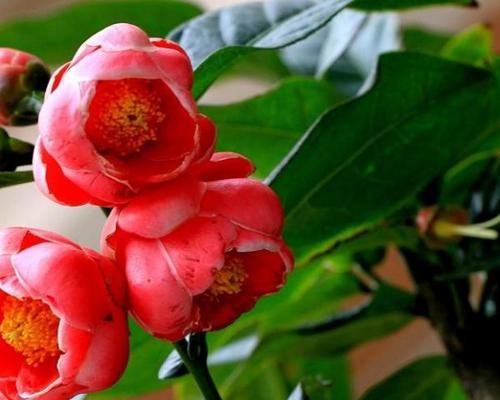 四季海棠花的花语之美（探寻四季海棠花所代表的深刻寓意）