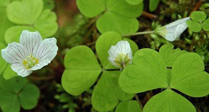 四叶草花语与寓意（悠久传承的花语）