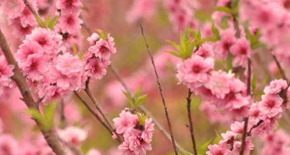 桃花花语的深意与象征（桃花花语传递的爱情与幸福）