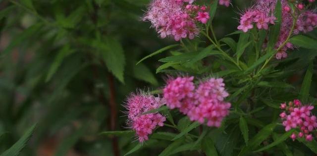 以夕雾花的花语与意义（探秘以夕雾花的隐含信息）