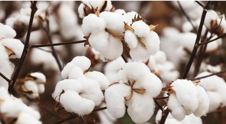 种棉花需要的条件有哪些（棉花的生长环境和气候条件）