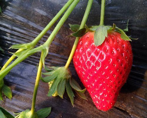 草莓种子发芽后怎么种植（草莓种子发芽的方法步骤）