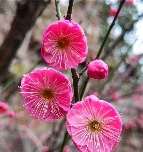 春天有哪些花开图片（春天代表性的花推荐）