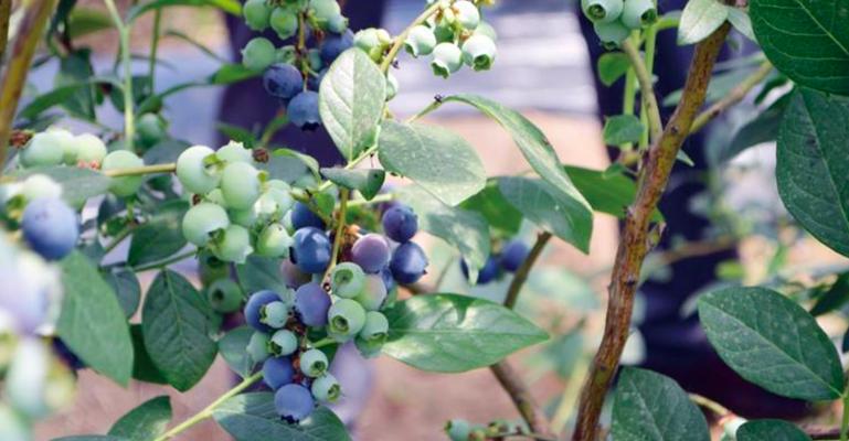 怎么种植蓝莓结果多（蓝莓的种植方法和管理）
