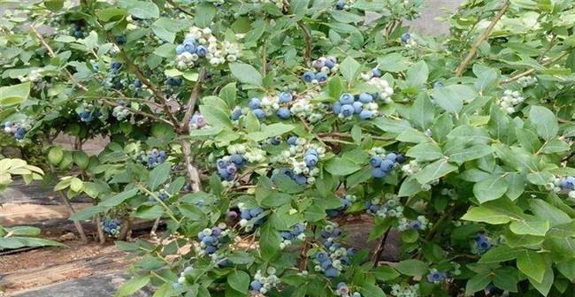 怎么种植蓝莓结果多（蓝莓的种植方法和管理）