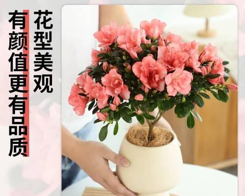 怎样养杜鹃花（有关杜鹃花养护管理方法）