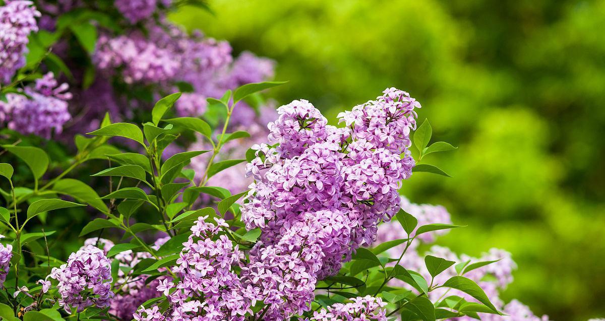 丁香花什么颜色好看（丁香花的品种图片及名称）