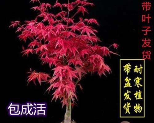 红枫树适合种在哪里（红枫树种植的正确方法）