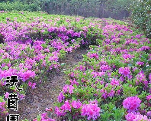 观花灌木有哪些品种（常见灌木花卉品种排名）