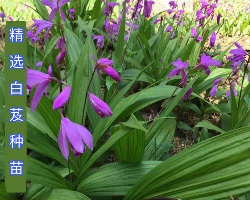 白兰花怎么种植（白兰花种植方法与技巧）