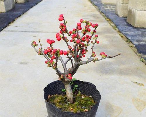 什么花四季都开花（四季常开的花卉大全）