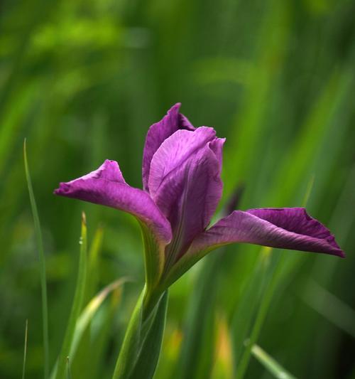 菖蒲花（探寻菖蒲花的花语与文化意义）