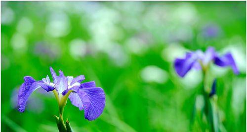 菖蒲花（探寻菖蒲花的花语与文化意义）