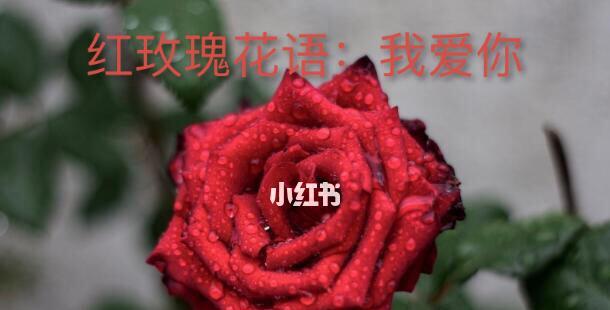 玫瑰花的花语大揭秘（探秘常见玫瑰花品种的花语之谜）