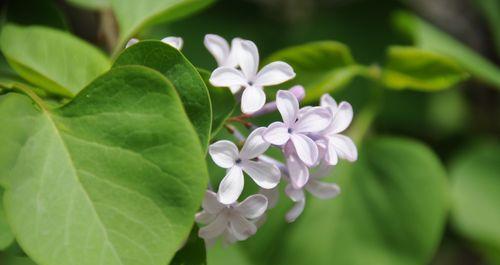 丁香花的花语与寓意（探索丁香花背后的神秘符号）