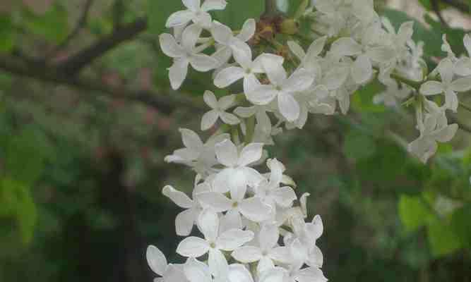 丁香花的花语与寓意（探索丁香花背后的神秘符号）