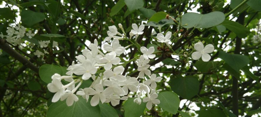 丁香花的花语与传说（丁香花的美丽与寓意）