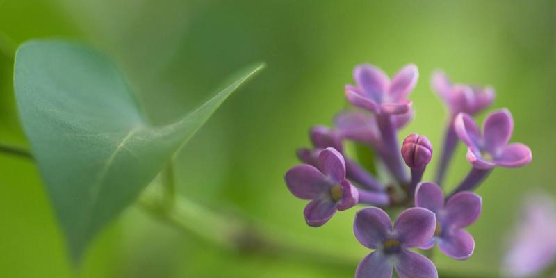 丁香花花语——美丽与坚强（用丁香花的花语传递美丽与坚强的力量）