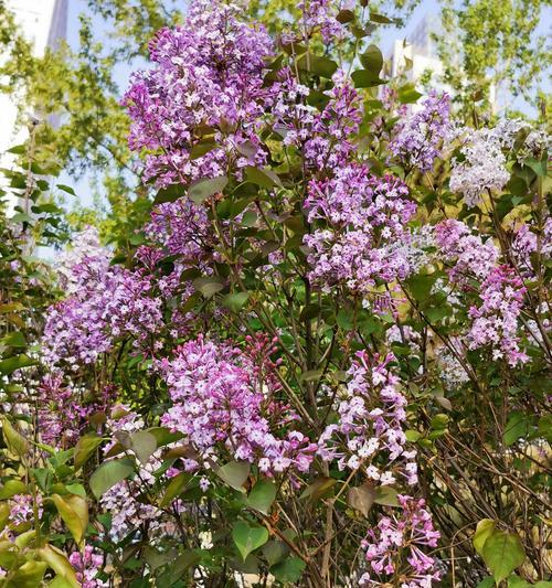 丁香花语（传递爱与思念的丁香花语）