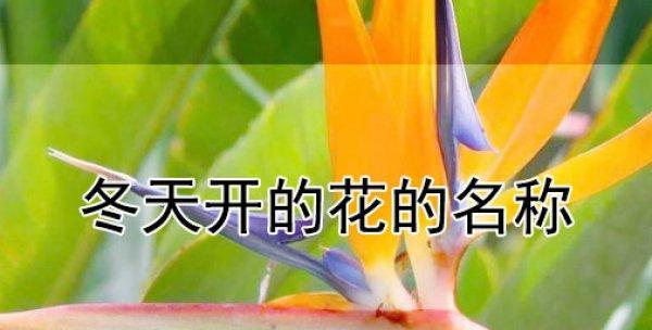 冬之花开，世界绽放（寒冷之中追寻的芬芳）