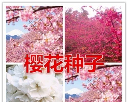 盛开在寒冷中的樱花之美（探秘以冬樱花）