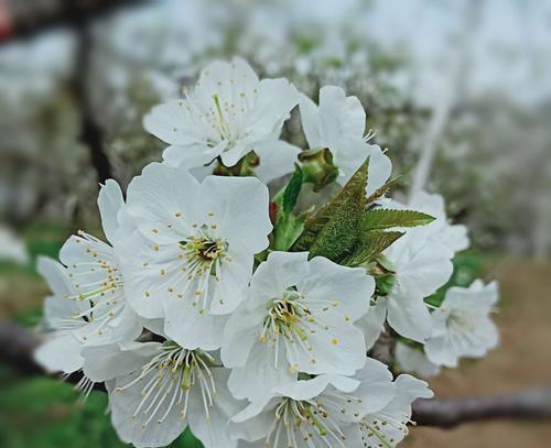 盛开在寒冷中的樱花之美（探秘以冬樱花）