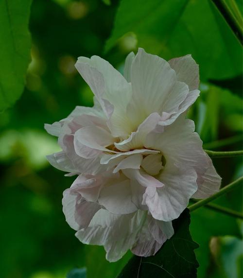 芙蓉花的花语——娇艳绽放的美丽（以芙蓉花为主题的花语及其象征含义）