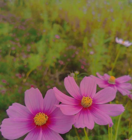 格桑花的花语之美——诠释坚韧、纯洁与希望（探寻格桑花花语的深层内涵与意义）