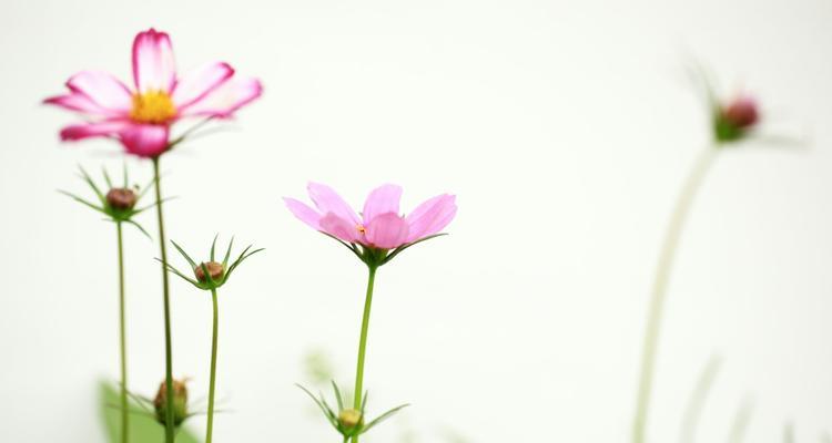 格桑花的花语和寓意——美丽的坚韧与希望（格桑花）