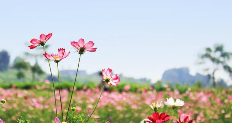 格桑花花语的象征与寓意（探究格桑花的文化内涵及象征意义）