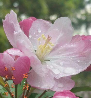 海棠花花语及寓意（海棠花——唤醒生命的瑰宝）