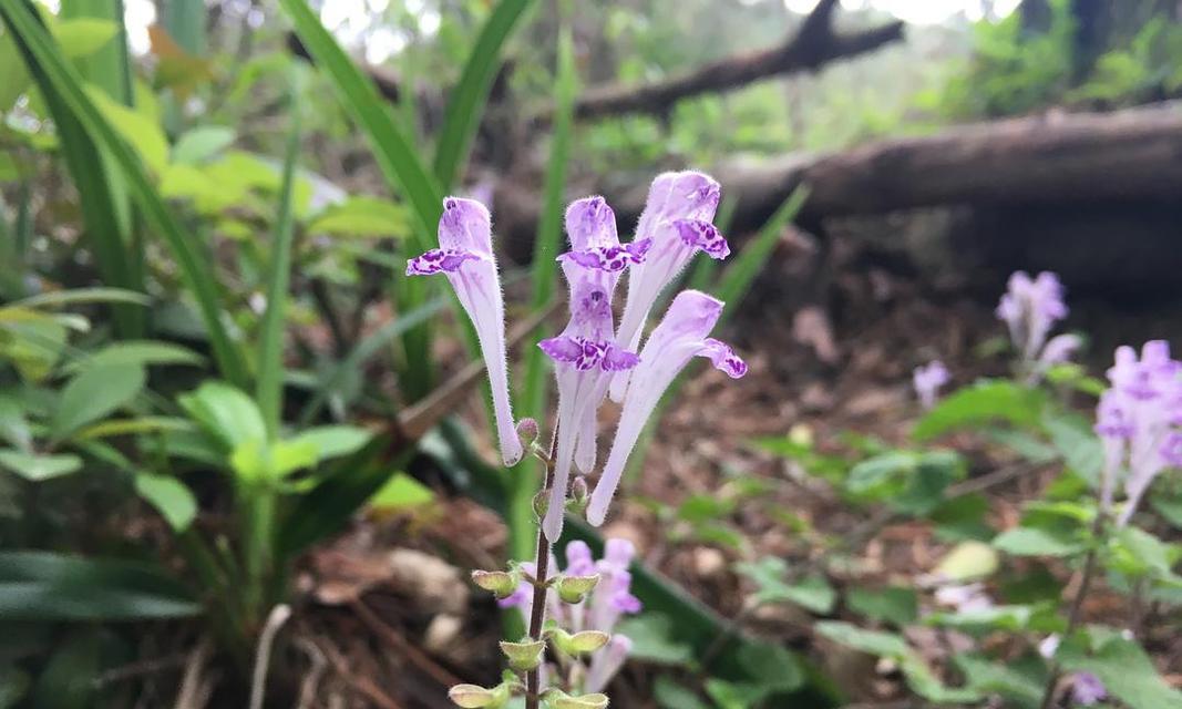 以韩信草的花语为主题的文章（探寻韩信草的花语之美）