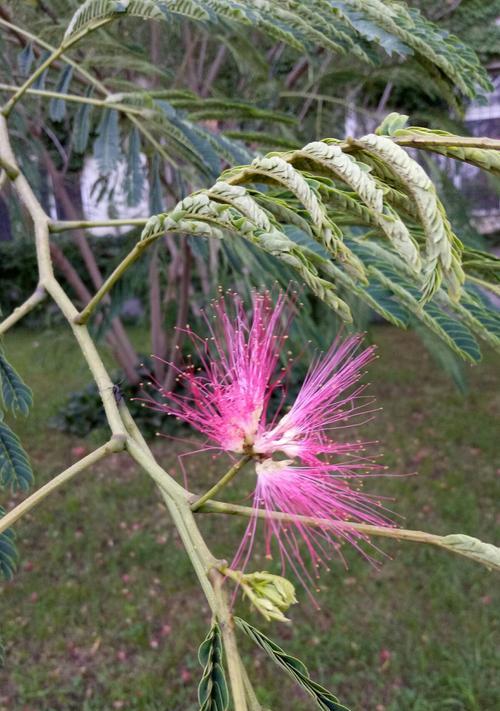 合欢花的寓意与象征——传递友谊与团结的美丽花朵（草木皆兄弟）