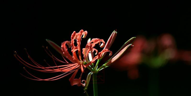 黑色彼岸花（探寻黑色彼岸花的神秘花语）